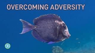 Bonaire Dive Highlights - This Blue Tang Has Seen A Lot