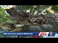 One person injured after tree falls on parked cars in Boston