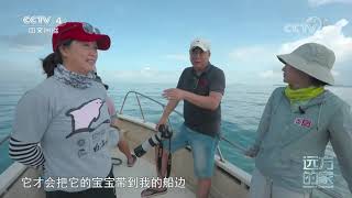 《远方的家》 20210903 行走海岸线（29） 生命之海——三娘湾|CCTV中文国际