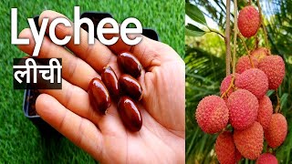 How to grow Lychee plant from seeds लीची को बीज से कैसे उगाये