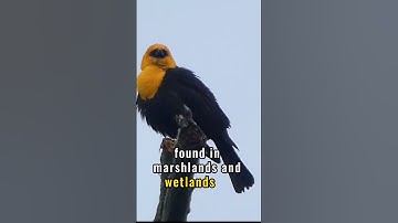 Yellow-headed Blackbird: Beauty and Distinctive Song #birds #naturewonders #youtubeshorts