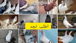 حمام كينج حمام زاجل حمام شقلباظ حمام نفاخ حمام شكشولي حمام كشك حمام غزار حمام لهور للبيع حمام للبيع