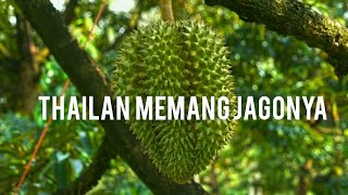 Lihat kebun petani durian di Thailand yuk!!!