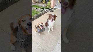 TES KECERDASAN ANABUL RYUKI VS RAIDEN‼️😍 #shorts #anjinglucu