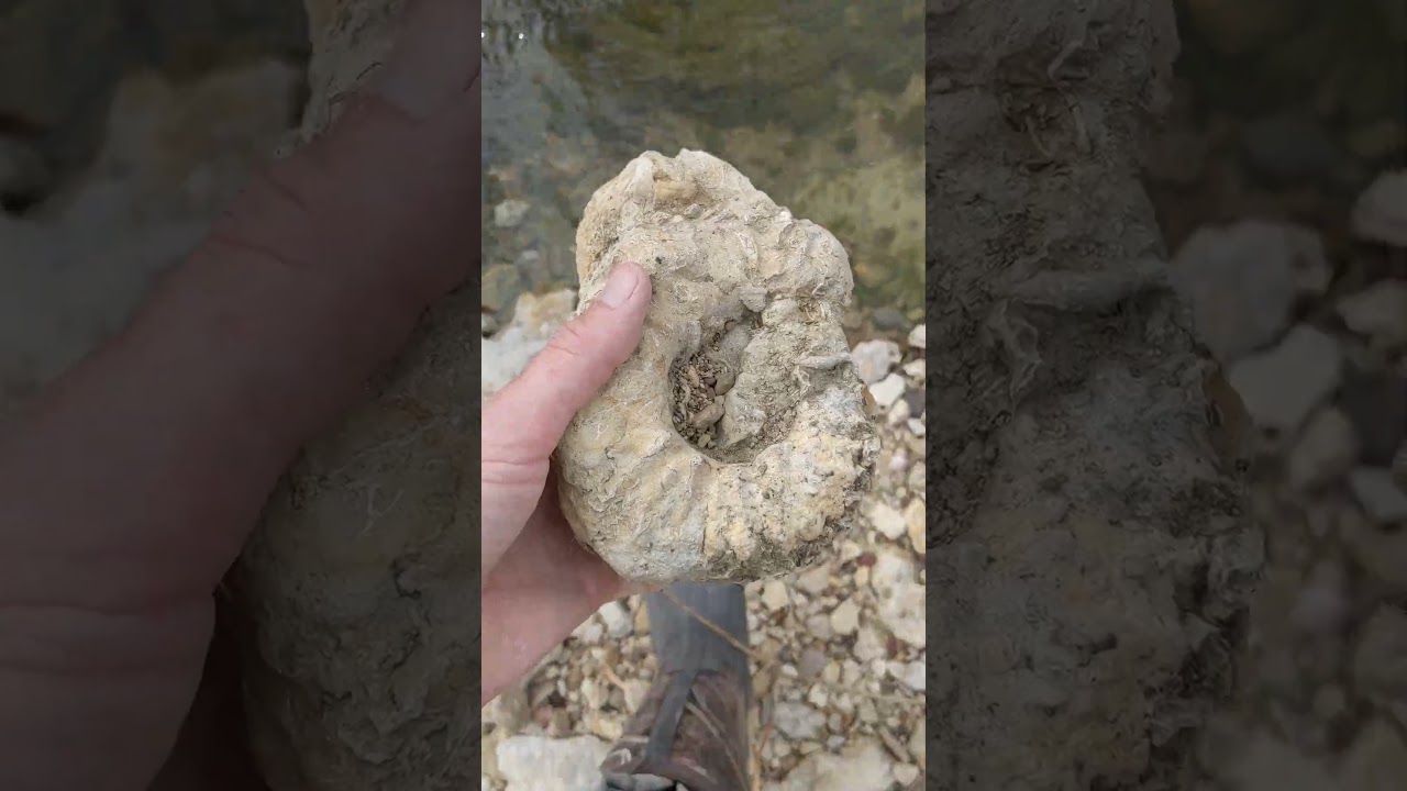 Окаменелость аммонита, покрытая трубками червей, из Северного Техаса!