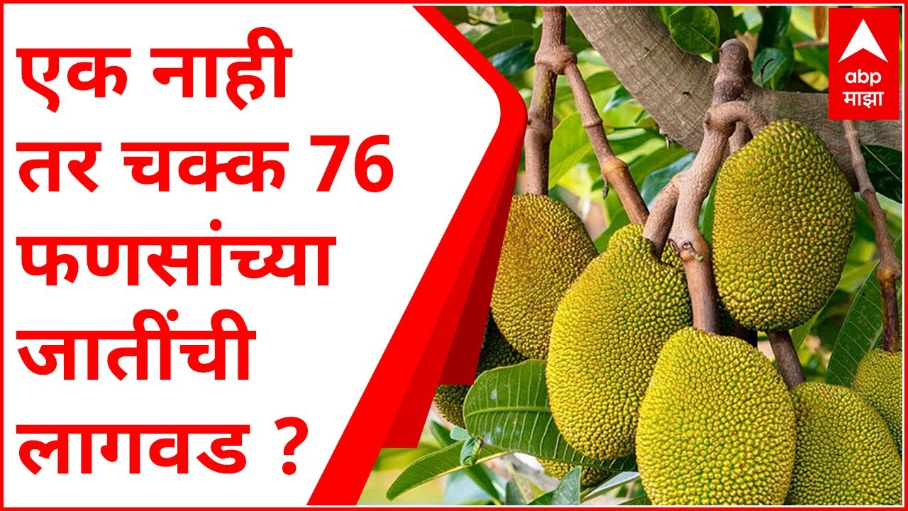 Jackfruit Farming : फणसाच्या 76 जातींची लागवड करणारा रत्नागिरीतील प्रयोगशील शेतकरी