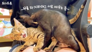 사람을 너무너무 좋아하는 아기고양이들 by 장난감 나라의 고양이들 400 views 2 months ago 4 minutes, 56 seconds