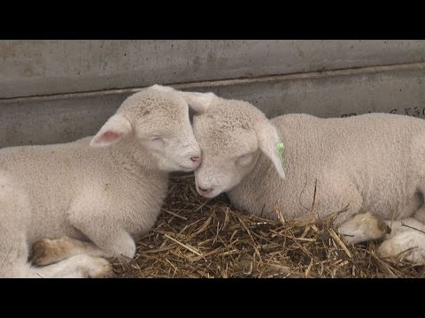 300 Energetic Lambs at a Hokkaido Theme Park - YouTube