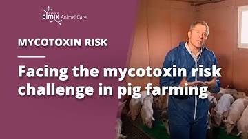 🌽MYCOTOXINS | Pig production