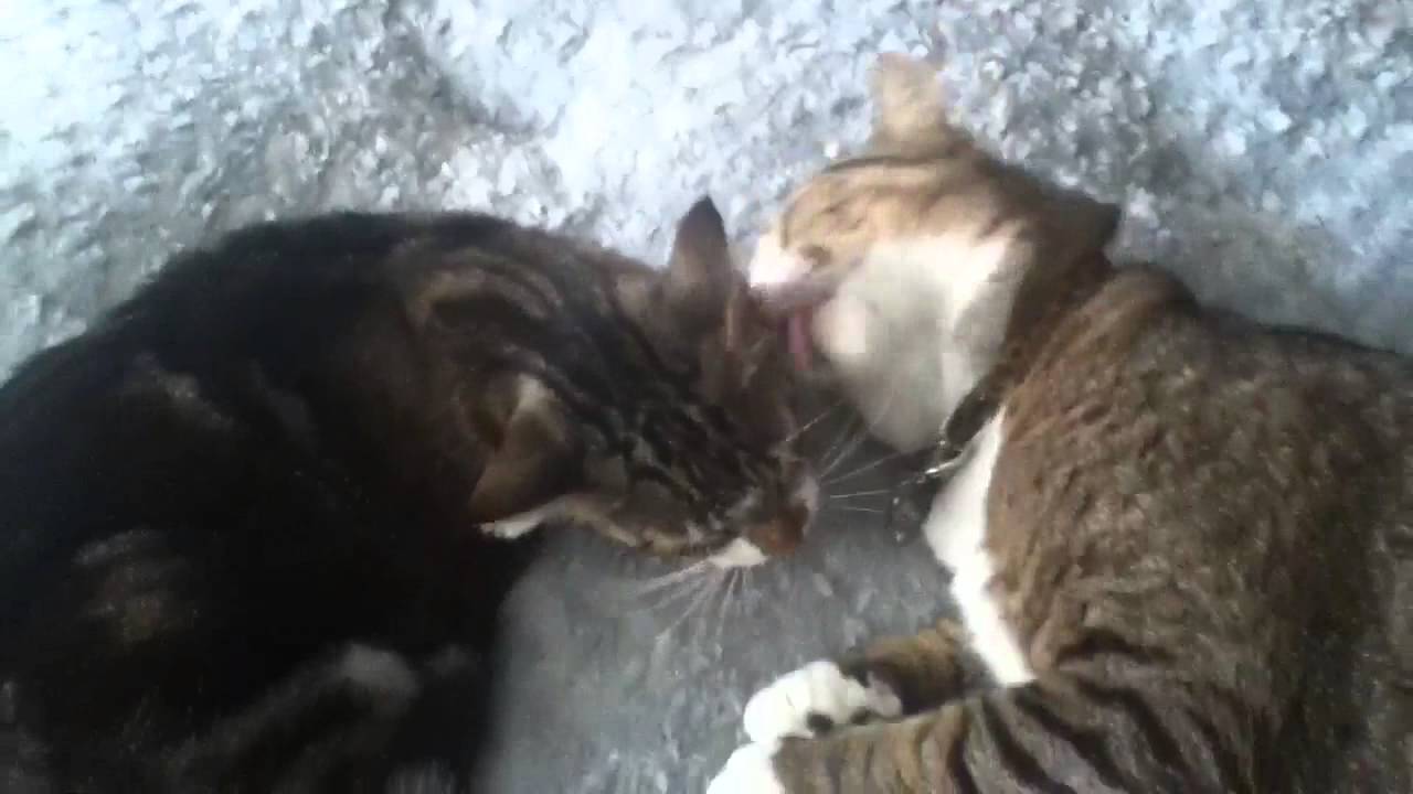 MY Cats Licking Each Other's Faces! YouTube