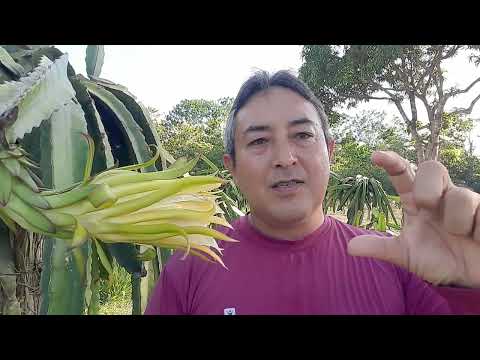PITAYA PRODUZ MUITAS