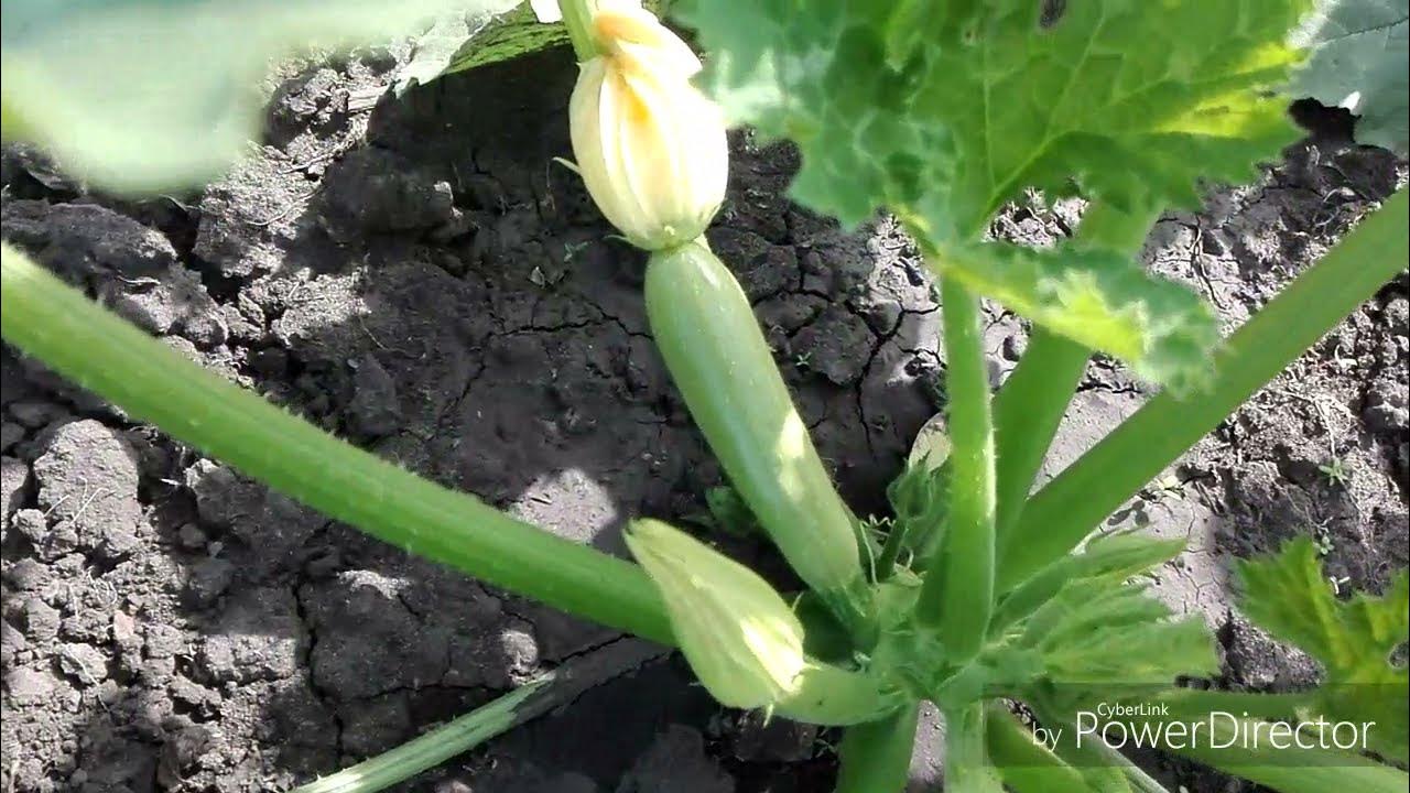 Почему кабачки не завязываются в открытом грунте. Кормовые культуры кабачки. Цветение кабачка. Почему кабачки не завязываются в открытом грунте. Завязь тыквы.