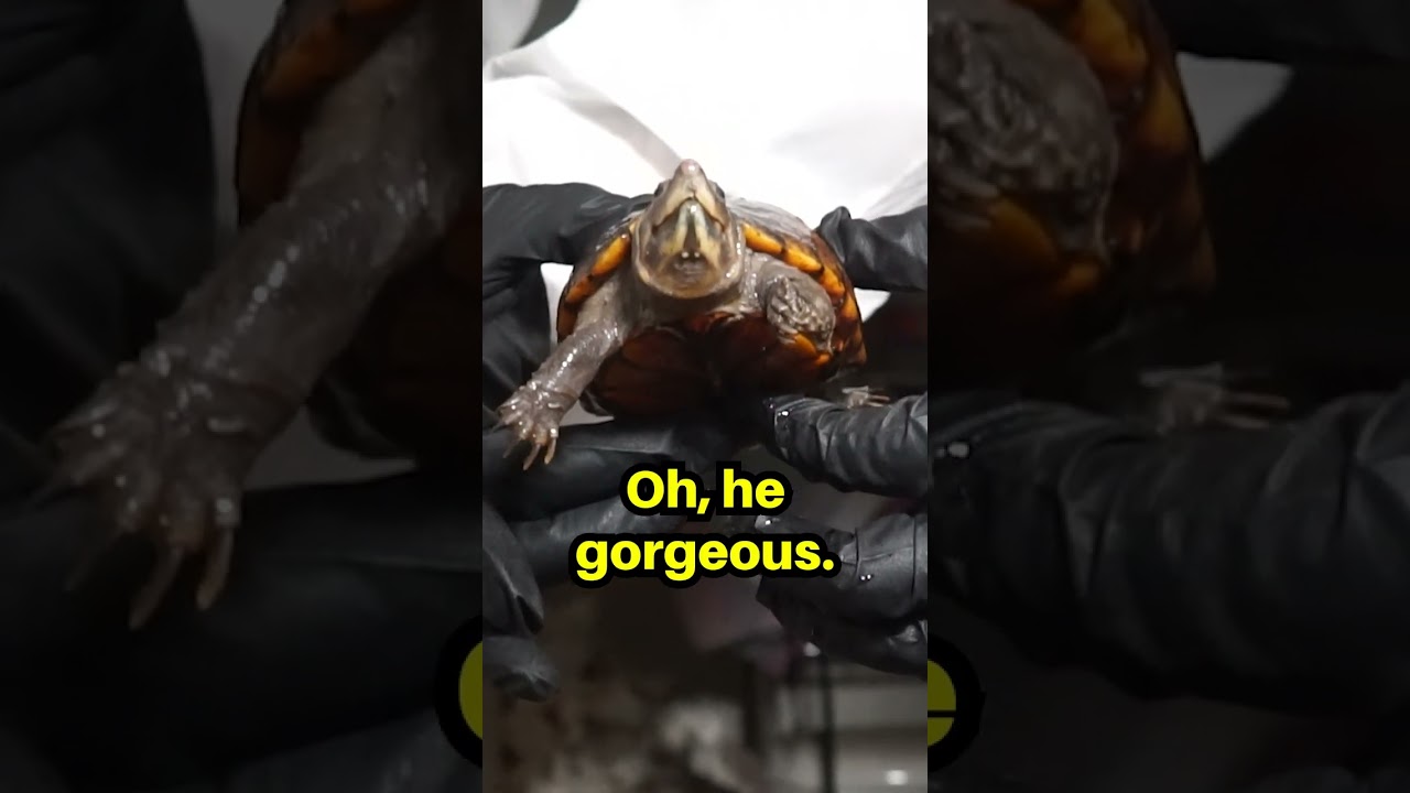 We saved a turtle from a hoard!!! #shorts