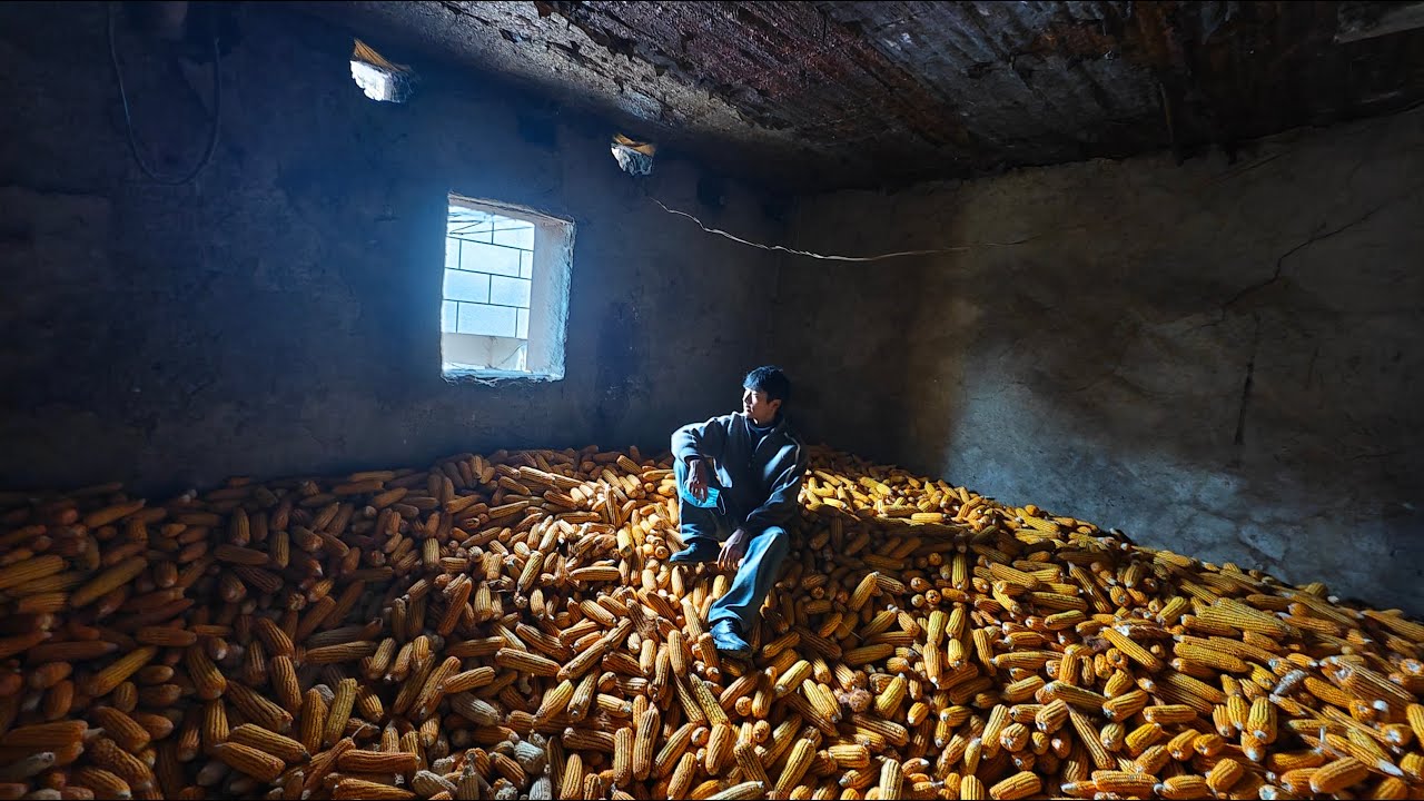 丰收啦！老丈母家包谷收8000斤，粮仓直接被撑爆了The real story of harvesting 8,000 pounds of corn in China