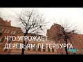 Что угрожает деревьям города? Почему мы теряем зеленый Петербург?