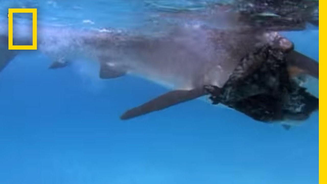 Tiger Sharks Eating