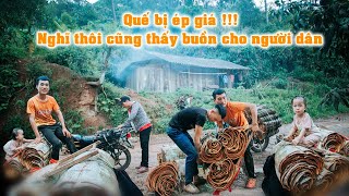 Thu hoạch quế 25 năm tuổi của 1 gia đình 3 thế hệ người Dao.Bực mình vì bị ép giá cuối ngày.