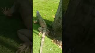 después de saber esta información Tú comerías iguana #iguana
