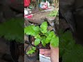 Cây mâm xôi nay ra mầm non #mamxoi #xuhuongyoutube
