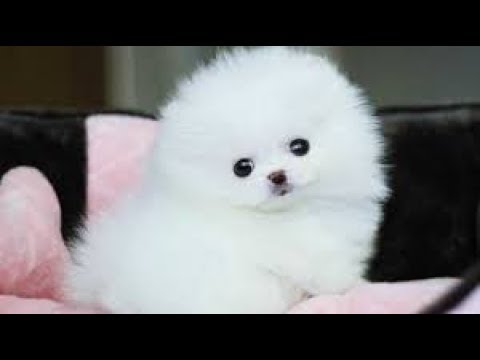 ペット 小さくてかわいい ポメラニアンの子犬癒し映像集 癒し Youtube