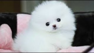 ペット 小さくてかわいい ポメラニアンの子犬癒し映像集 癒し Youtube