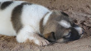 Adorable Puppy That Mother Died Is Now Cute And Healthy by Animals007 335 views 10 days ago 5 minutes, 7 seconds