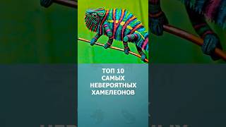 Топ 10 самых невероятных хамелеонов мира #шортс #топ10 #хамелеон #рептилии #ютубшортс #комарик