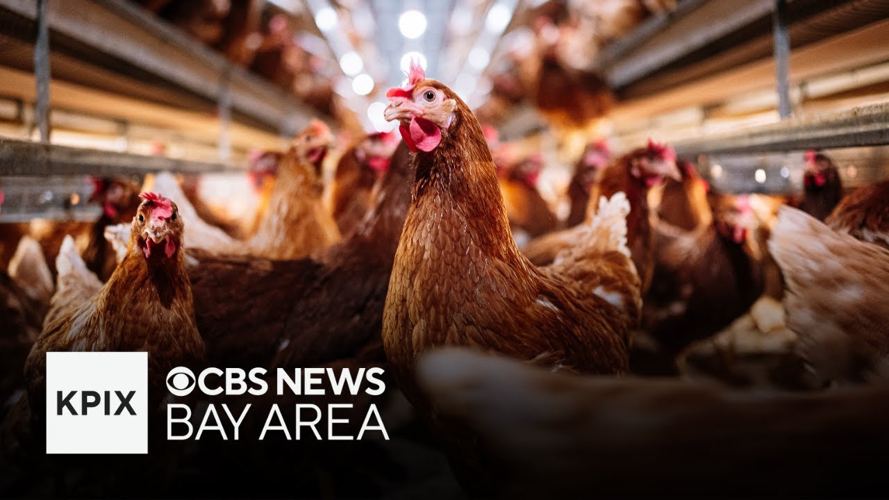 Trump administration takes aim at California's animal cruelty laws