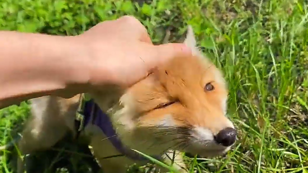 Лисенок Вук на прогулке с собакой и котёнком/Fox Vuk on a walk with a ...