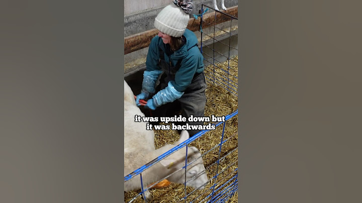Mama had a BLOWOUT!! …but we saved THREE LAMBS! #sheep #lambing #farming