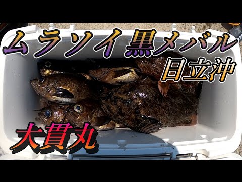 ムラソイ ムラソイ釣り メバル釣り 船釣り 日立沖 大貫丸 ムラソイ 黒メバルを狙って日立沖で今釣りチャンネル大奮闘 ムラソイ メバル 根魚 Youtube