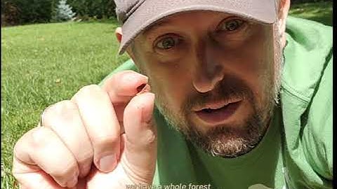 What are those "helicopter seeds" anyway?