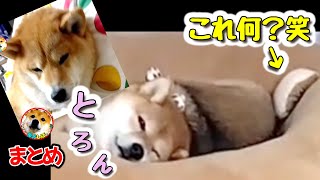 【柴犬まとめ】もこもこ暖かそうな柴犬｜新しい尻尾が生えた眠くてとろんとした柴犬可愛い｜他アテレコ　shibainu