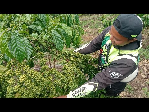 KOPI ARSYAD SUPER LEBAT, MENJELANG PANEN