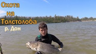 Подводная охота на Толстолоба р  Дон