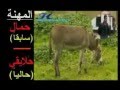 Hmari 2 برنامج مختفون للحيوانات ـ الجزء الثاني YouTube Flv 