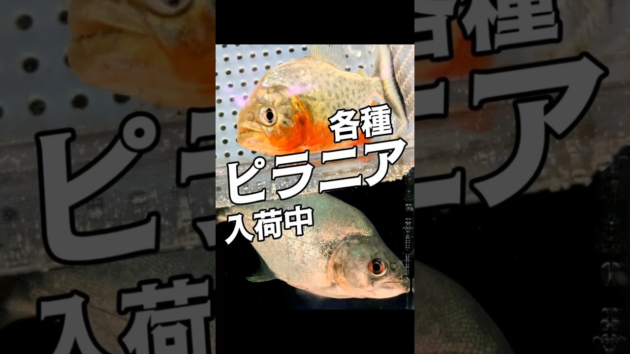 Piranha | Aquarium Tropical Fish - YouTube