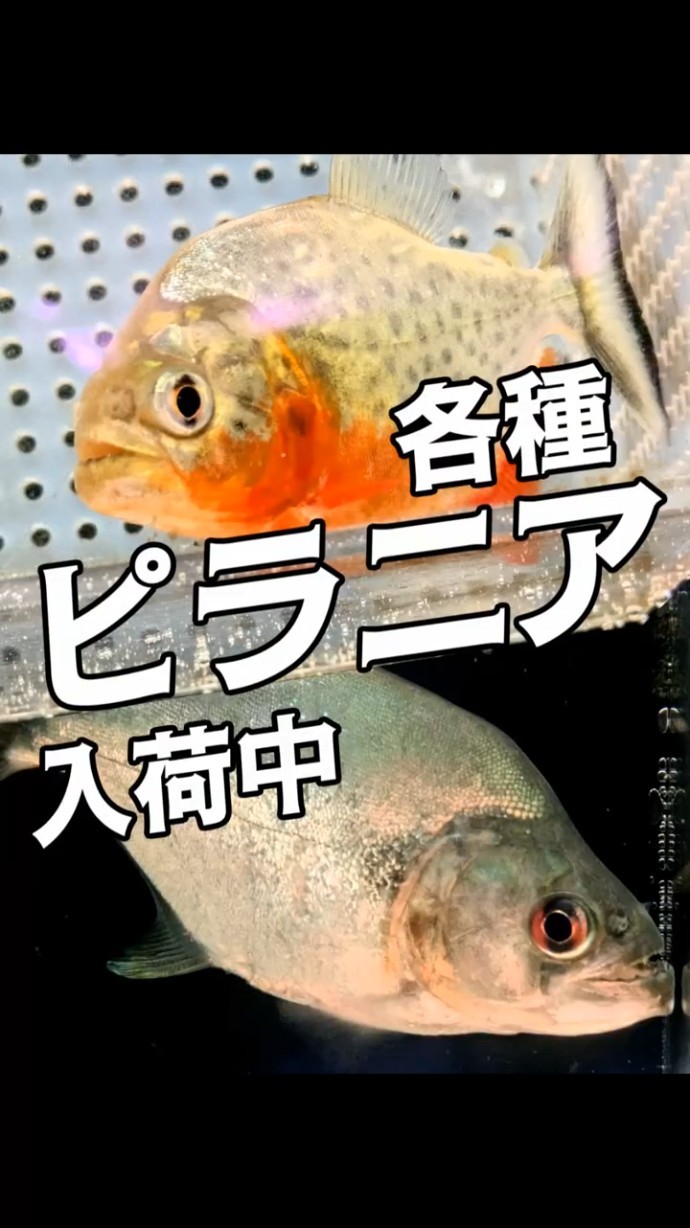 Piranha | Aquarium Tropical Fish - YouTube