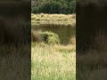 Wetlands Birdwatching 2 from a distance #Shorts #nature #calming #smartphone #listen
