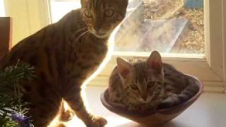 Our New Bengals Stormrage Sylvanas