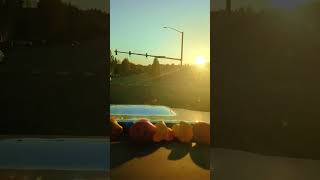 A flock of jeep ducks 🦆 #driving #lofi #duck #calm #enjoy