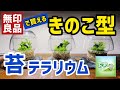【苔 テラリウム制作動画】きのこの形の苔テラリウム