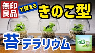 【苔 テラリウム制作動画】きのこの形の苔テラリウム