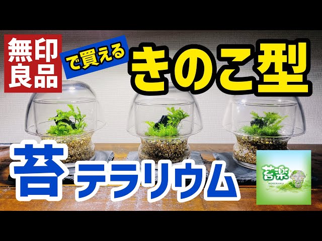Mushroom-shaped moss terrarium [Moss Terrarium Making] - YouTube