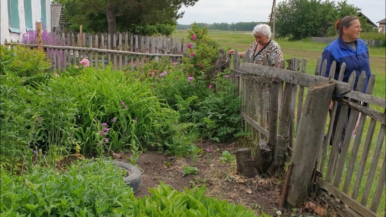 Березовая грусть грачева