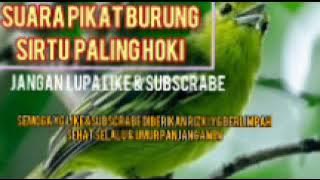 SUARA PIKAT BURUNG SIRTU NGUMPUL