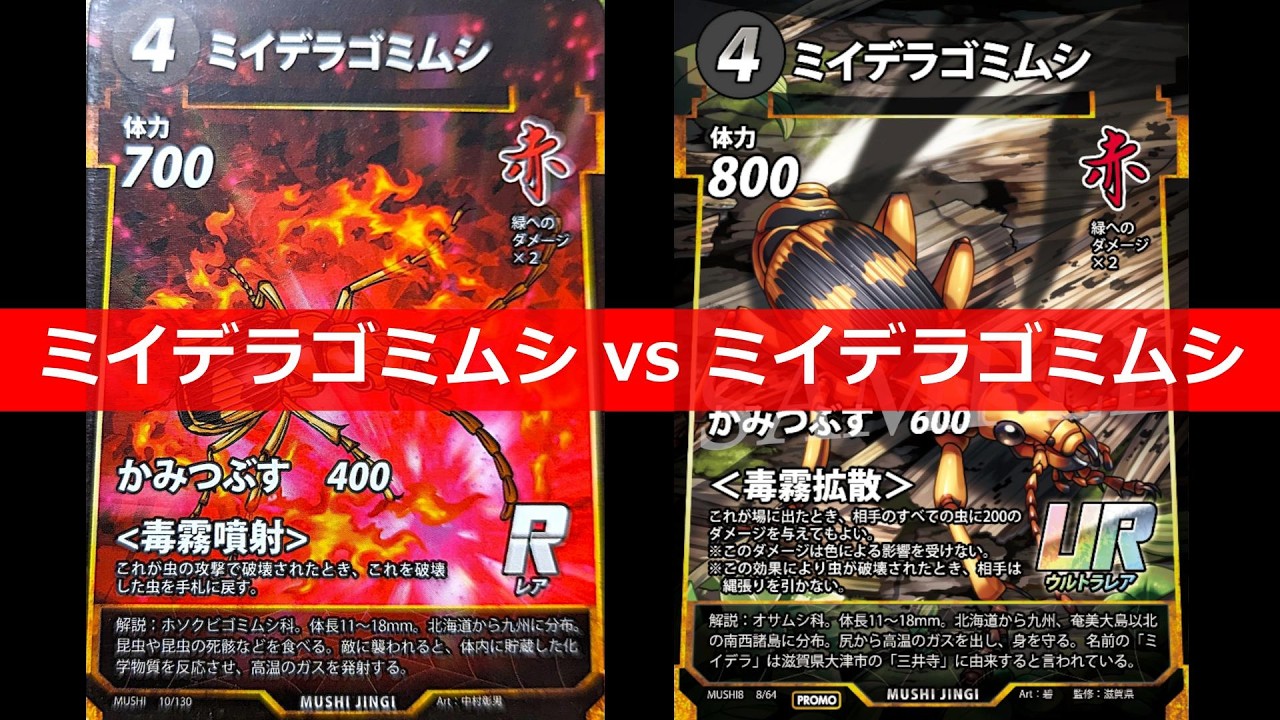 蟲神器】＜ミイデラゴミムシvsミイデラゴミムシ＞【#わかむし