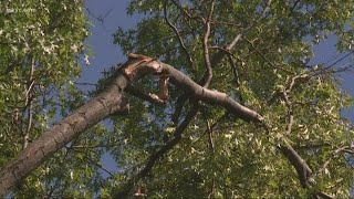 Here's what to to about damaged trees in or near your yard