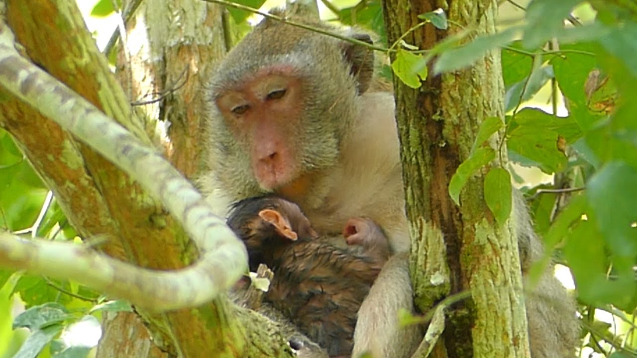 Good New! Congratulation! JANE Monkey Give Birth Today Successful And Newly Update JANE Family.