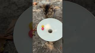 Marble run 🔴 red balls #trending #marblerun #satisfying #cat #kucinglucu